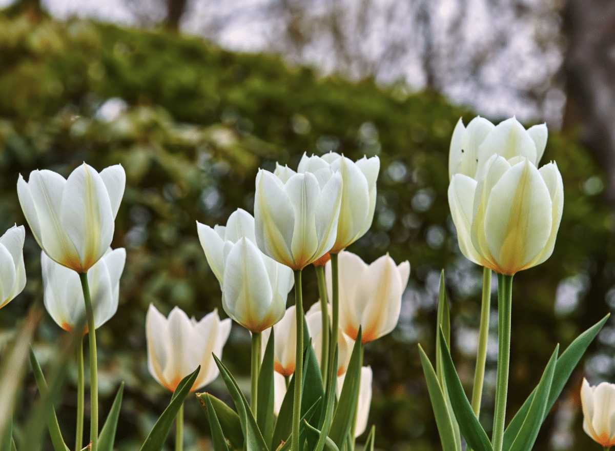 White tulips in a garden with soft-focus background