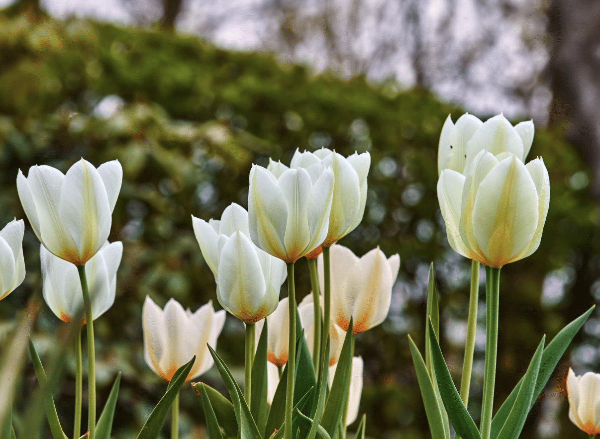 White tulips in a garden with soft-focus background