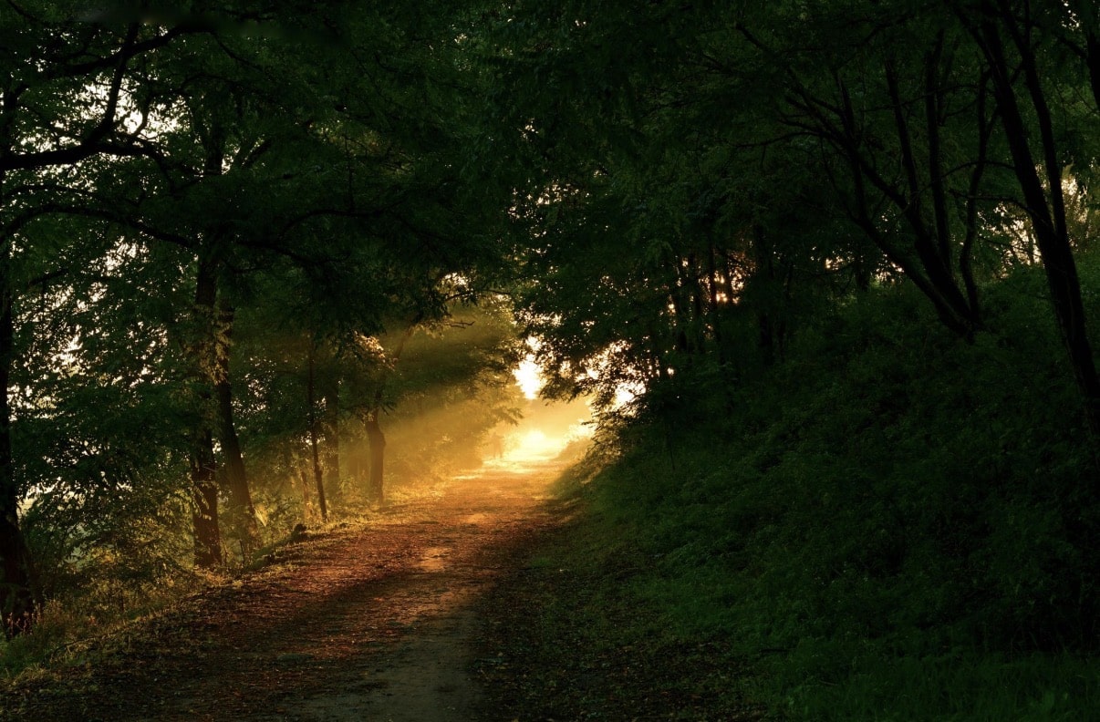 Serene forest path illuminated by sunrise through dense trees