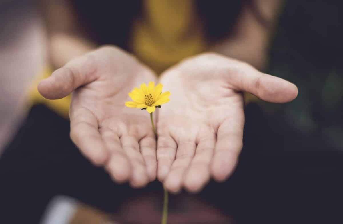 Hands holding a yellow daisy gently showcasing nature's beauty