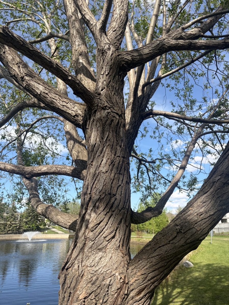 Majestic tree by a pond in a park on a sunny day