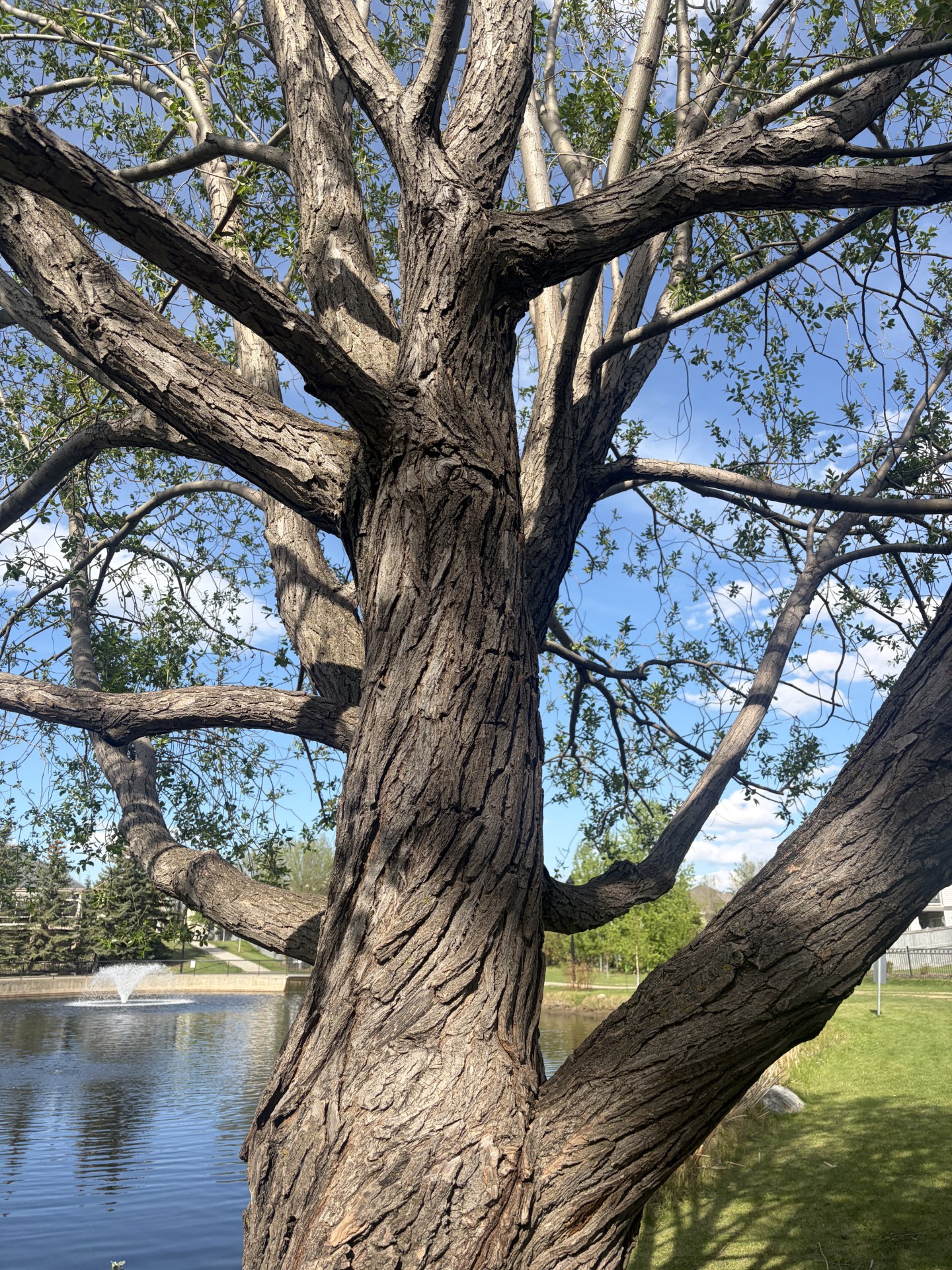 Majestic tree by a pond in a park on a sunny day