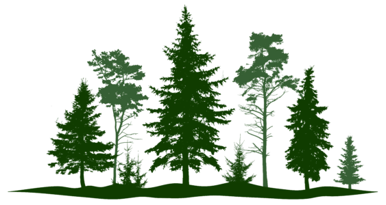 Illustration of various pine tree species on a forest silhouette