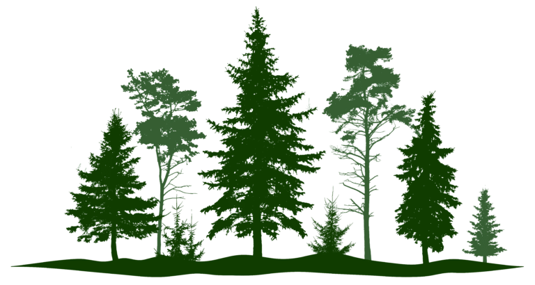 Illustration of various pine tree species on a forest silhouette