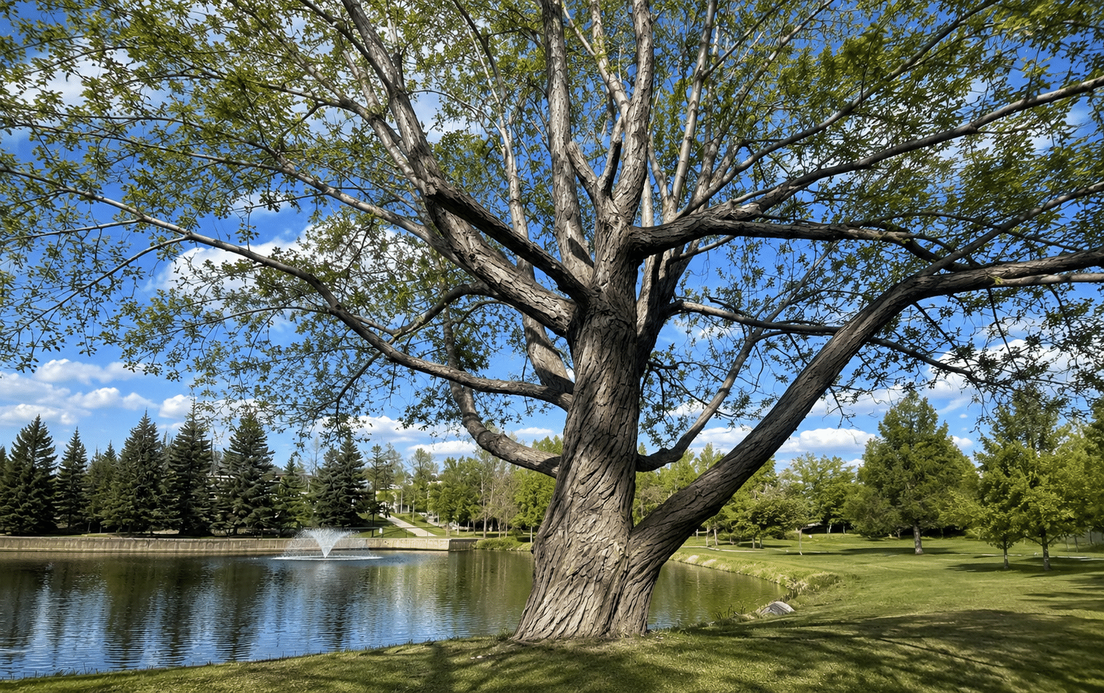 Expansive tree by pond in serene park with cloudy blue sky
