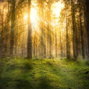 Sun rays filtering through mossy forest trees at sunrise