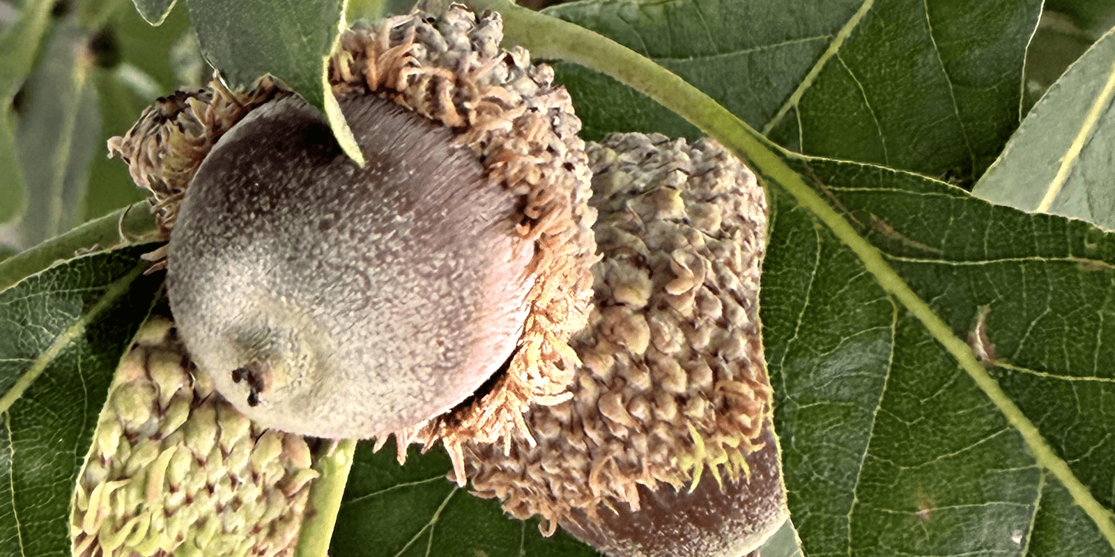 Close-up of acorns on green oak leaves, highlighting nature's growth