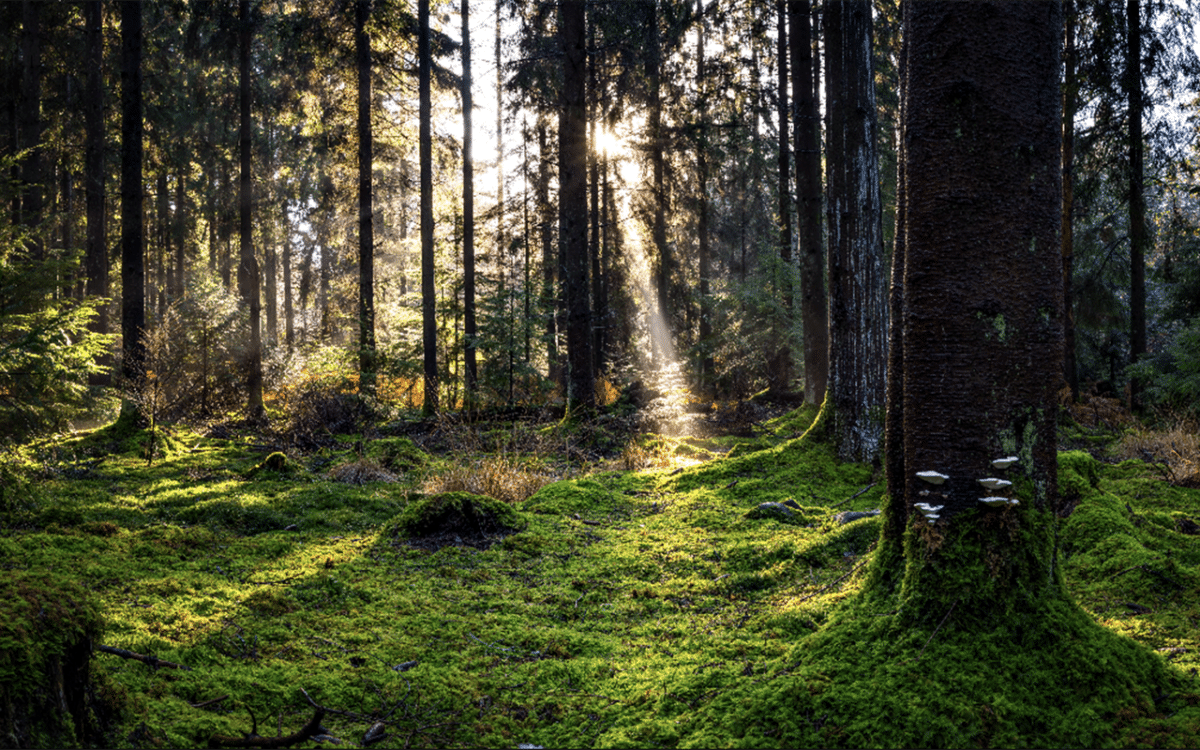 Sunlight streaming through lush forest with green moss and trees