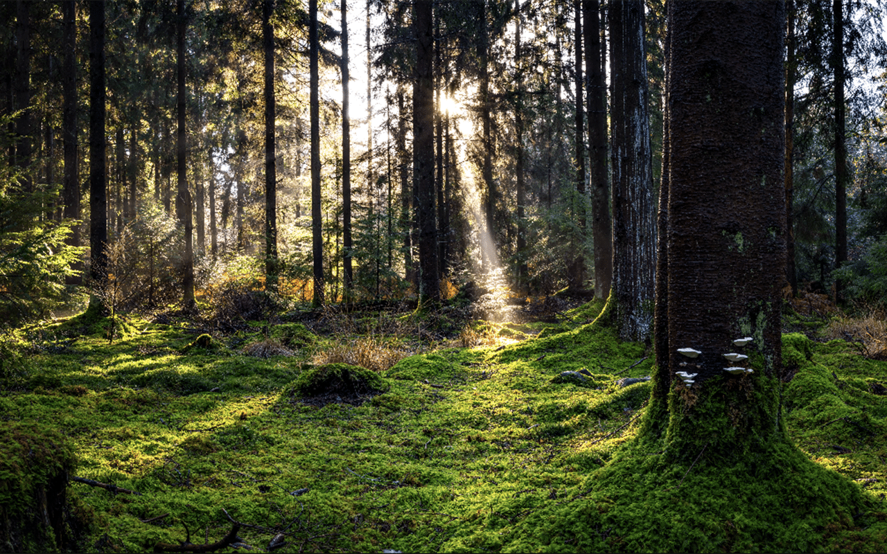 Sunlight streaming through lush forest with green moss and trees