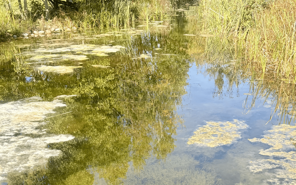 Natural wetland with reflective water and dense vegetation