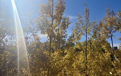 Sunlight filtering through autumn yellow trees under a clear blue sky