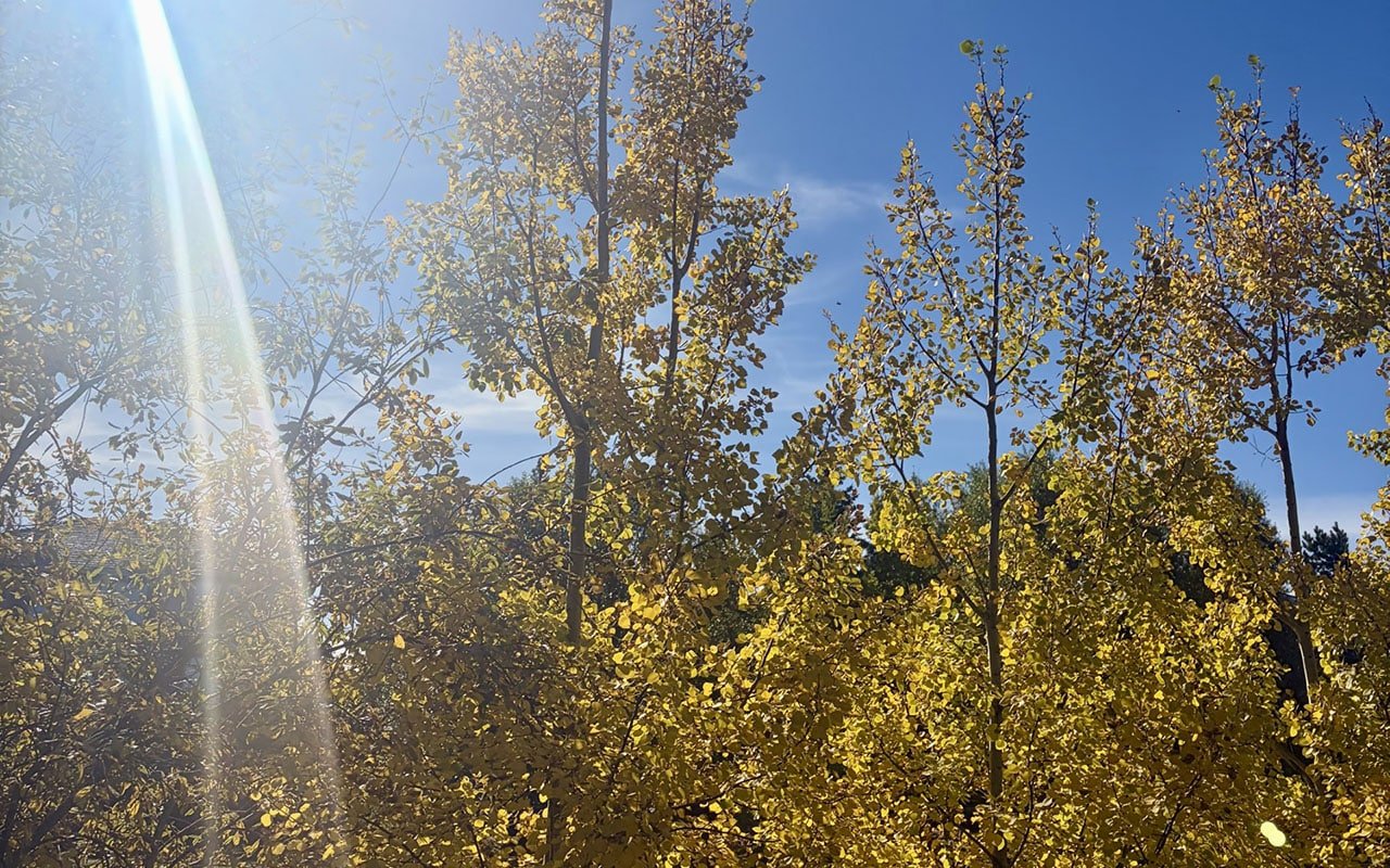 Sunlight filtering through autumn yellow trees under a clear blue sky