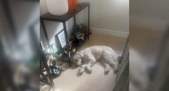 Cozy dog lounging beside modern wooden shelf in home