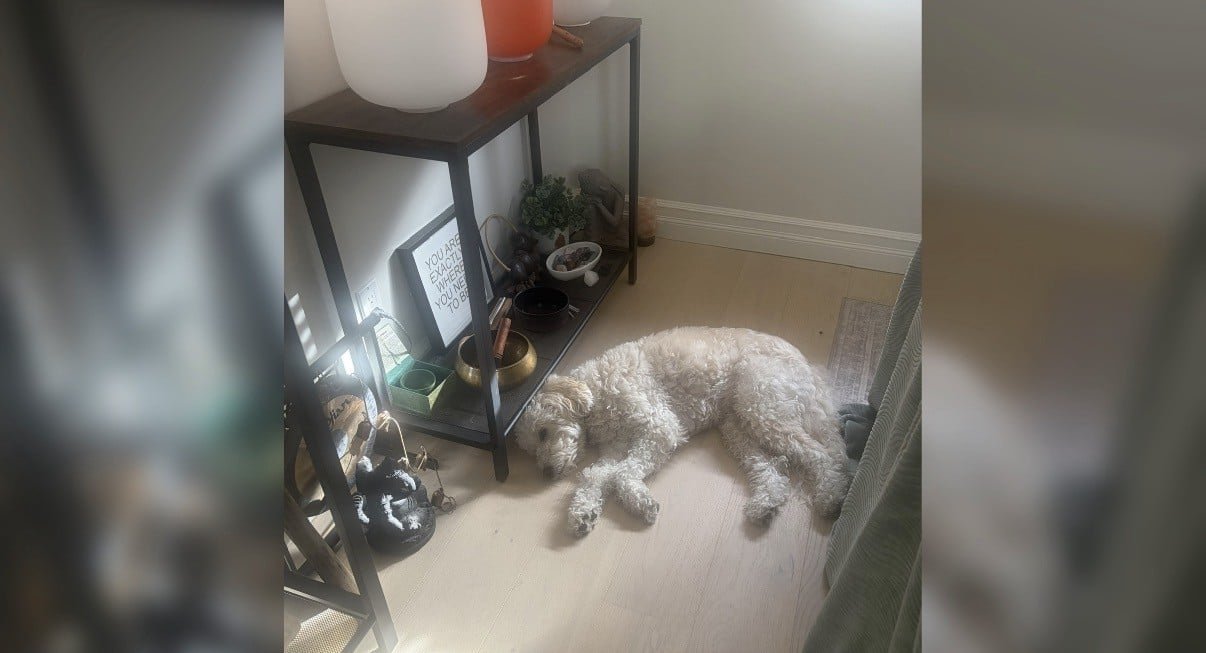 Cozy dog lounging beside modern wooden shelf in home